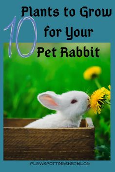 a small white rabbit in a wooden box with the words 10 plants to grow for your pet rabbit