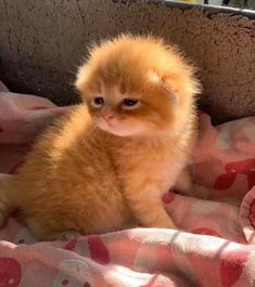 an orange kitten sitting on top of a pink blanket