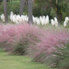 purple and white flowers are in the grass