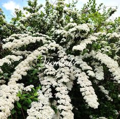 the white flowers are blooming on the tree