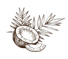 a drawing of a coconut with leaves on the top and one half peeled fruit in the middle