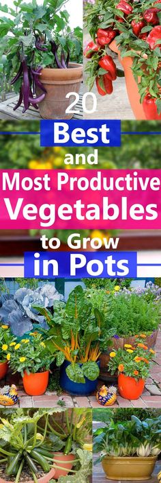 the best and most protective vegetables to grow in pots