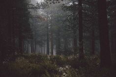 a dark forest filled with lots of tall trees