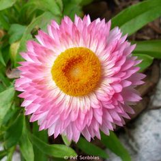 a pink and yellow flower with green leaves