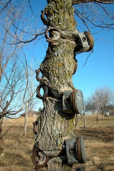 an old tree with rusty wheels attached to it