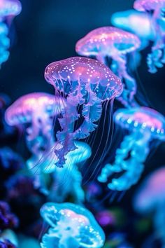 many jellyfish are swimming in the water and one is glowing blue with pink highlights