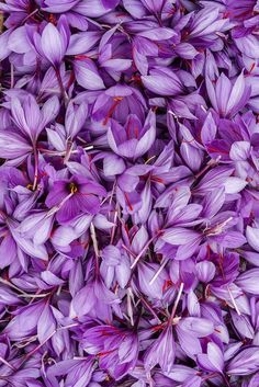 many purple flowers are growing together in the field