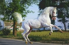 a white horse is galloping on the road in front of some trees and grass