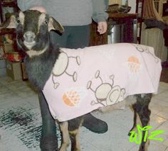 a goat with a blanket on it's back standing next to a person in a kitchen