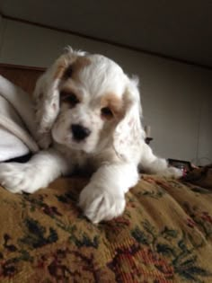 a small white dog laying on top of a bed