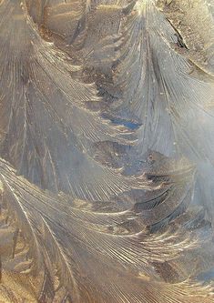 an image of the back side of a bird's tail feathers that are frosted