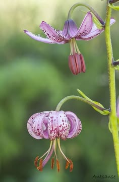 a close up of a flower on a plant with other flowers in the back ground