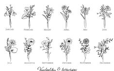 the different types of flowers and their names