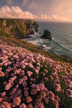 pink flowers growing on the side of a cliff next to the ocean