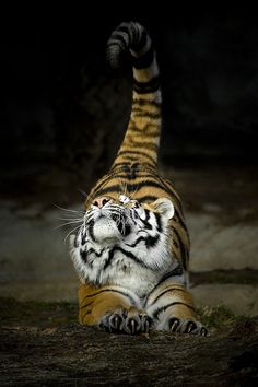 a large tiger standing on its hind legs in the dark with it's paw up