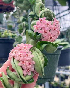 "Hoya Compacta (Hindu Rope). Hoya carnosa compacta is a succulent with vines that produce clusters of star-shaped waxy pink flowers. Breathtaking plant for indoor or outdoor. You will receive an entire plant like the one you see in the photo.  **You will not receive a plant currently in bloom, the photo with the flowers are to showcase what the blooms look like.**      Size Options: -6\" Cutting: You will receive a 6\" cutting with at least 4 leaves on it, no roots.  -4\" Potted Plant  -6\" Plant Bare Root - No soil or pot included, plant will be shipped bare root. -6\" Potted Plant Light: Indirect Sunlight or Bright Shade. Watering: Allow soil to completely dry out in between waterings." Hoya Carnosa Compacta, Hoya Compacta, Plant For Indoor, Plants With Pink Flowers, Hindu Rope Plant, Rare Hoya, Hoya Plant, Hoya Carnosa, Succulent Garden Diy