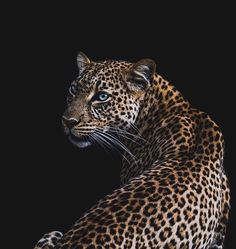 a close up of a leopard on a black background