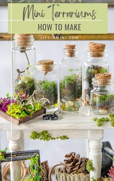 several glass jars filled with plants and moss