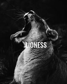 a black and white photo of a cat with the word lioness written on it