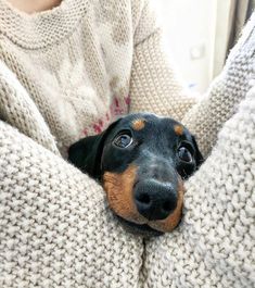 a black and brown dog laying on top of a couch next to a persons arm