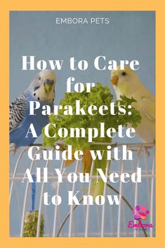 two parakeets eating lettuce in a cage with the words how to care for parakeets a complete guide you need to know