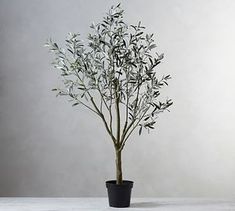 an olive tree in a black pot on a table