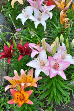 a bunch of flowers that are sitting in the grass by some rocks and plants on the ground