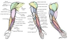 the muscles are labeled in this diagram