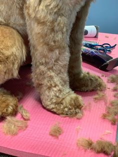 a dog is grooming its fur on a pink mat with scissors and combs