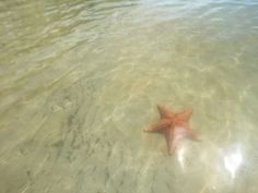 a starfish in shallow water on the beach