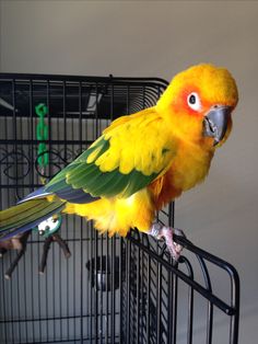 a yellow and green parrot sitting on top of a cage