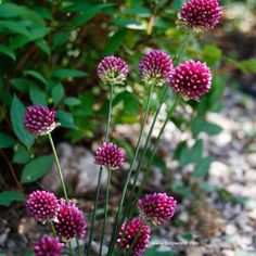 some purple flowers are growing in the dirt