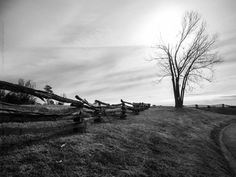 the sun shines brightly behind a tree on a grassy hill with fallen logs in the foreground