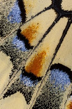 an image of a butterfly's wing with yellow and blue patterns on it, taken from above