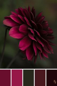 a red flower is shown in the center of color swatches, with other shades to choose from