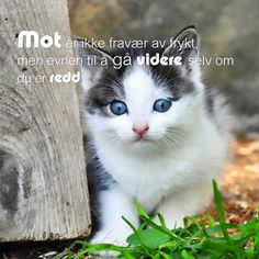 a black and white cat with blue eyes sitting next to a wooden post on the ground