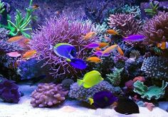 an aquarium filled with lots of colorful fish