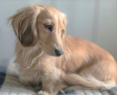 a brown dog sitting on top of a bed