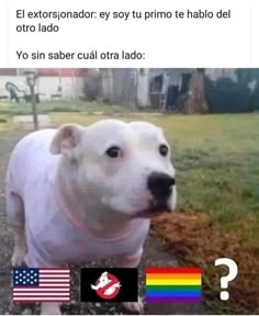 a white dog wearing a pink shirt standing in front of an american and mexican flag