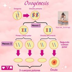 a diagram showing the stages of an ovigensis in humans and other animals