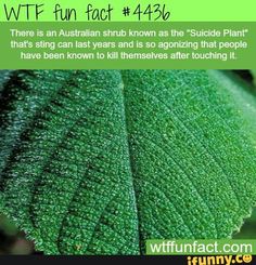 Wtf fun fact #4436 Dangerous Plants, Rainforest Plants, History Facts