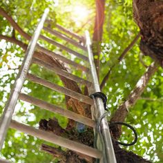 a ladder up to the top of a tree with sunlight coming through it and trees in the background