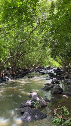 a river running through a forest filled with lots of green trees and rocks on the side