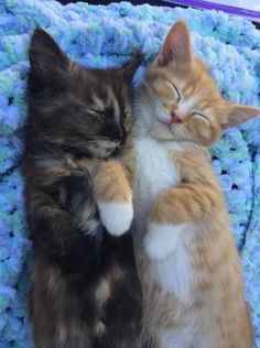 two kittens cuddle together on a blanket