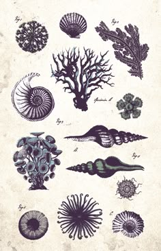 an old book with different types of seaweed and corals on the pages, including one