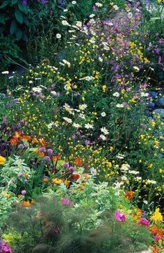 a garden filled with lots of colorful flowers