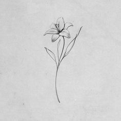 Small Lily Tattoo, Leg Tattoos Aesthetic, Lilly Flower Tattoo, Narcissus Flower Tattoos, Jasmine Tattoo, Lillies Tattoo, Lily Tattoo Design, Tattoos Aesthetic, Tattoo Artist Tattoo