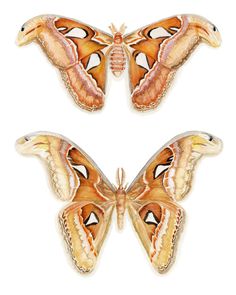 three moths are displayed in a black frame