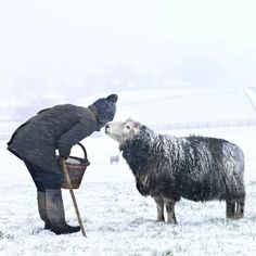 two sheep standing next to each other on a snow covered field with a person holding a bucket