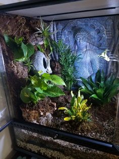 an aquarium with plants and rocks in it